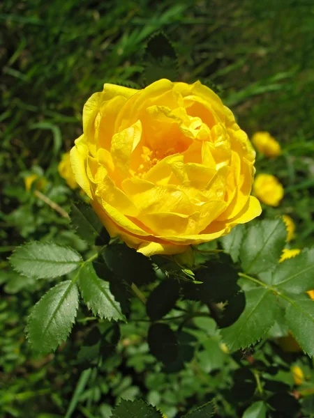 Yellow dog-rose flower — Stock Photo, Image