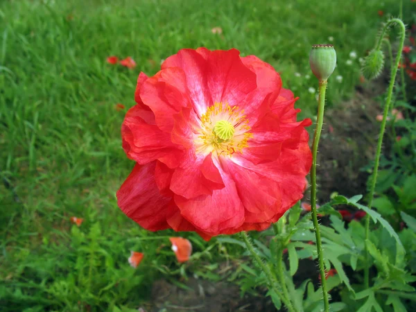 Crimson double poppy flower — Stock Photo, Image