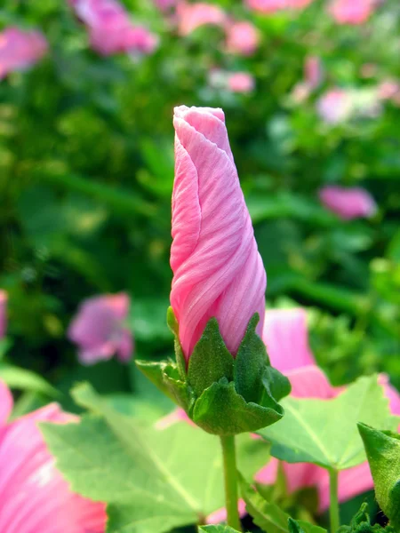 ピンクのハナアオイ属芽 — ストック写真