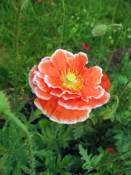 Fleur de pavot double rouge avec bordure blanche — Photo