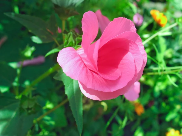 Melting pink lavatera flower — Stock Photo, Image