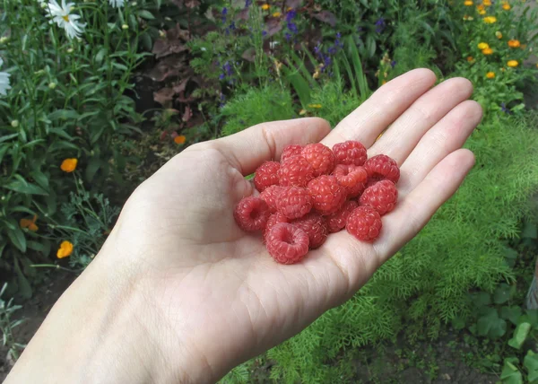 Sekumpulan raspberry di tangan wanita — Stok Foto