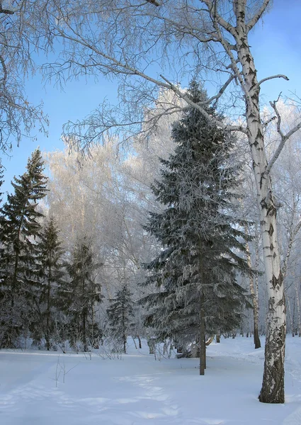 Зимовий ліс. Морозні дерева — стокове фото