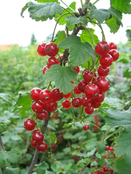 Massa röda vinbär på en kvist — Stockfoto