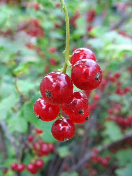Röda vinbär kvist på busken — Stockfoto