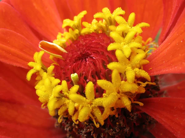 Yellow stamens of red zinnia. Macro — Stock Photo, Image