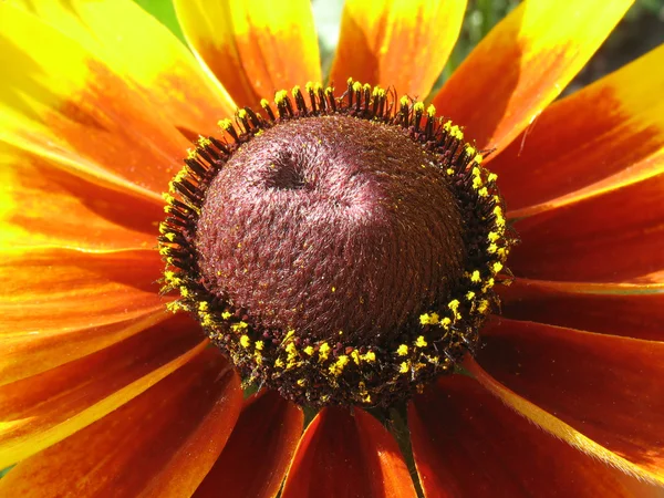 Цветок желтой и красной рудбекии крупным планом — стоковое фото