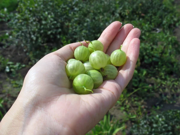 Handful of green gooseberry on woman's hand Stock Image