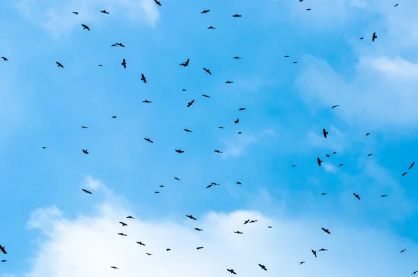 Hejno ptáků proti modré obloze — Stock fotografie