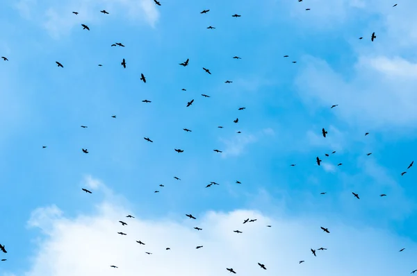 stock image Flock of birds against blue sky