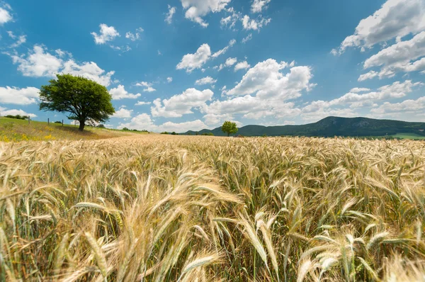 Vacker natur landskap med gröda — Stockfoto