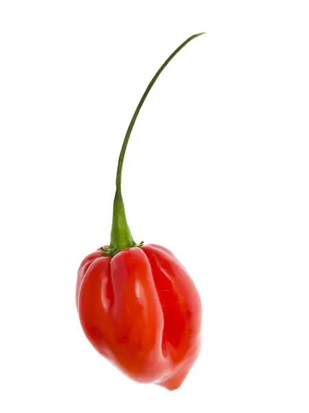 stock image Fresh colorful hot chili pepper on white