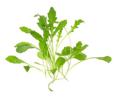 Beyaz arka plan üzerinde izole yeşil taze rukola