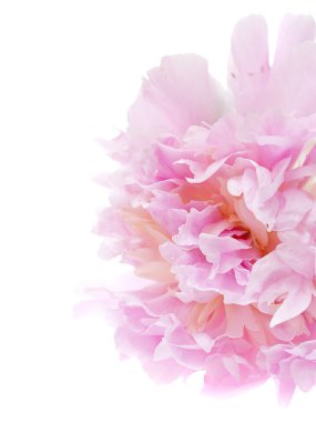 Peony flower isolated on white clipart