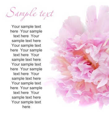 Peony flower isolated on white with sample text clipart