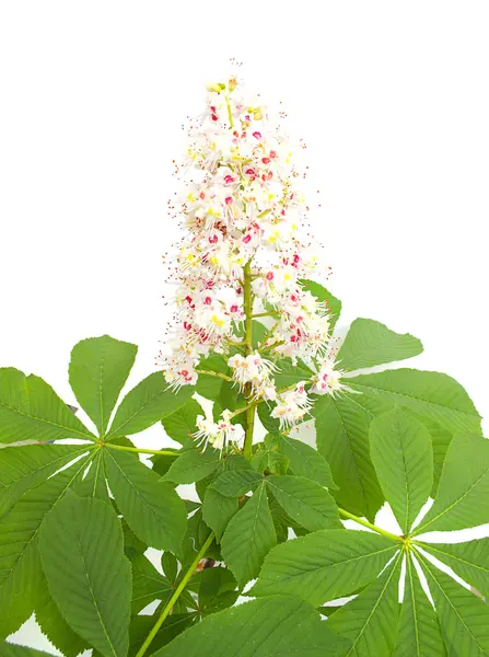 Chestnut flower on a white background