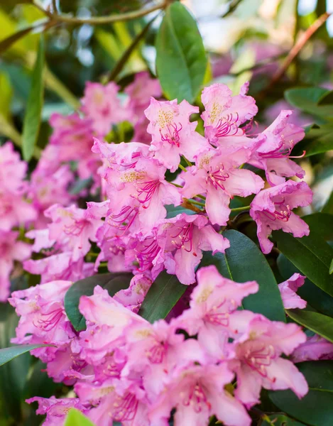 stock image Blooming Pink Rhododendron