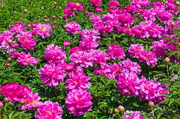 Peonías rosadas florecientes —  Fotos de Stock