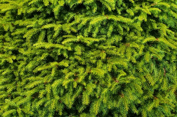 Fenyő ágak háttere배경과 텍스처: 고체 혼합 푸른 전나무의 나무 가지, 자연 계절 배경 — Stock Fotó