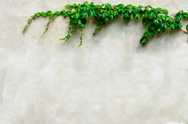 Frame van groene bladeren op grunge muur achtergrond — Stockfoto