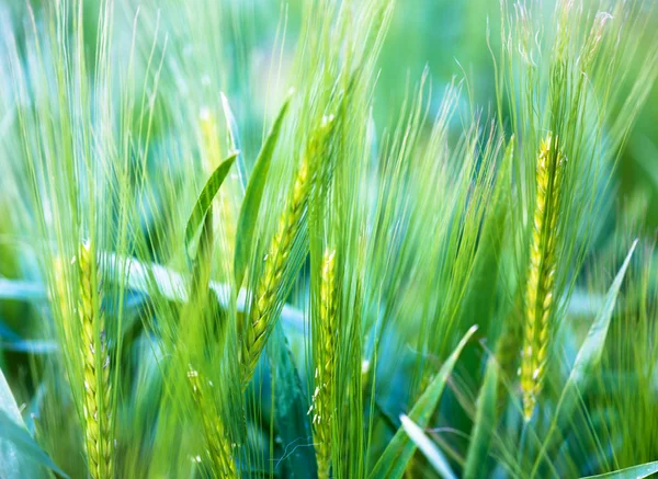 Молода пшениця м'який фон — стокове фото