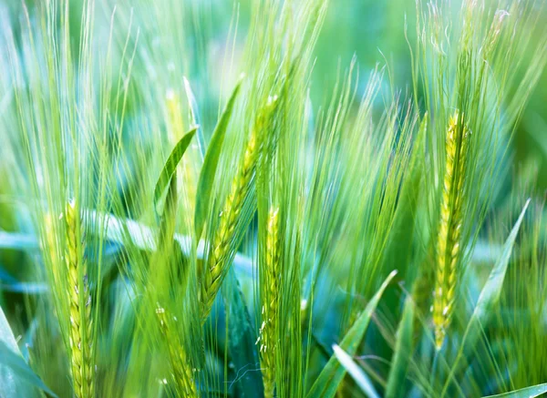 Frumento giovane - sfondo morbido — Foto Stock