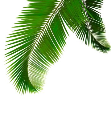 Palm leaves on white background Vector clipart