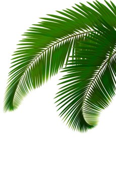 Palm leaves on white background Vector clipart
