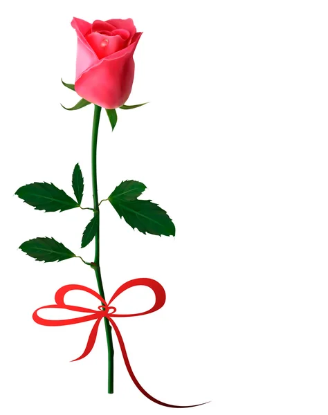 Красная роза с бантом — стоковый вектор