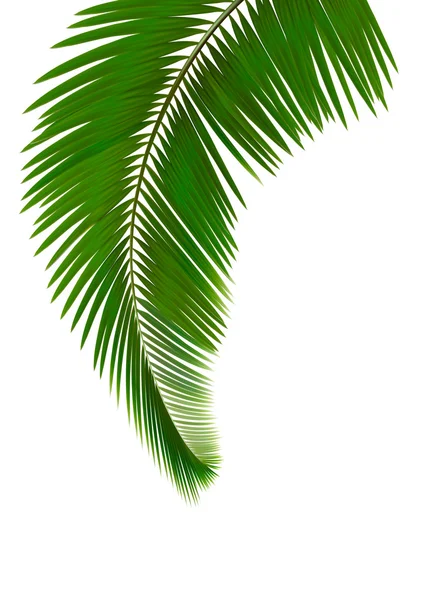 Hojas de palma sobre fondo blanco Vector — Vector de stock