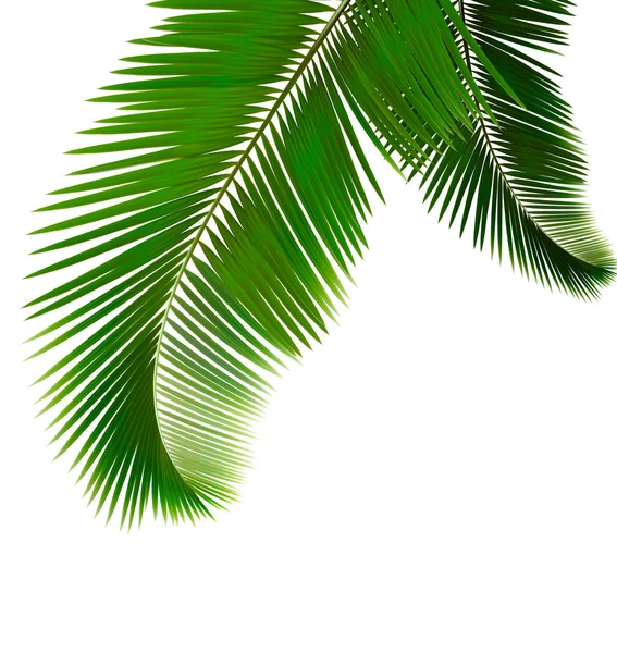 Palmblätter auf weißem Hintergrund — Stockvektor