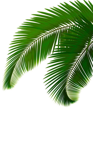Palm leaves on white background Vector