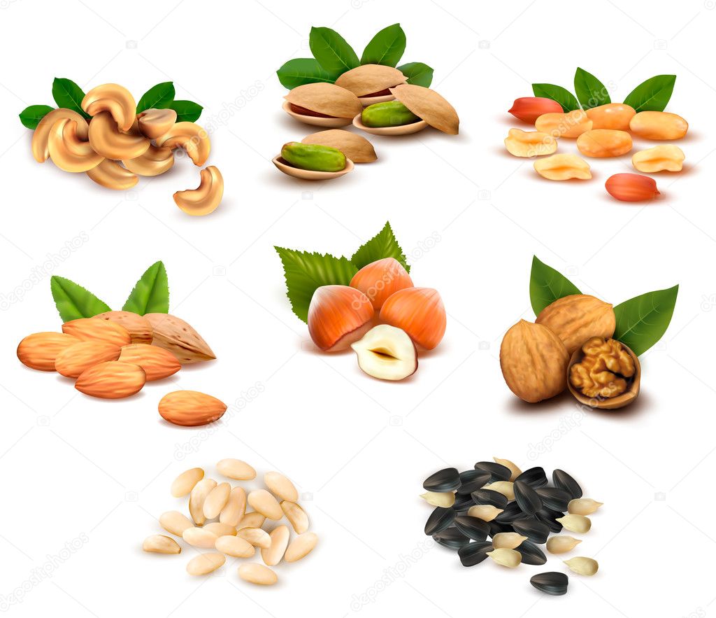 Big collection of ripe nuts and seeds Vector