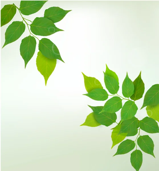 Fondo natural con hojas verdes frescas — Vector de stock