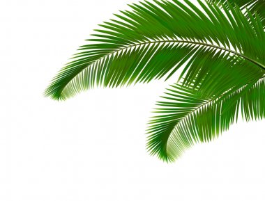 Beyaz arkaplanda palmiye yaprakları