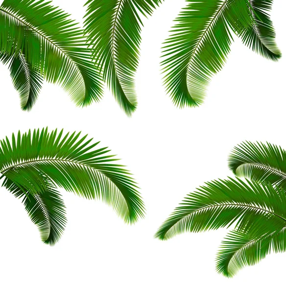 Set of palm leaves on white background — Stock Vector