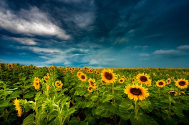Summer landscape: beauty sunset over sunflowers field clipart