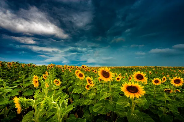 Summer landscape: beauty sunset over sunflowers field — Stock Photo, Image