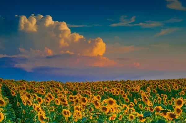 Pôr do sol beleza sobre girassóis campo — Fotografia de Stock