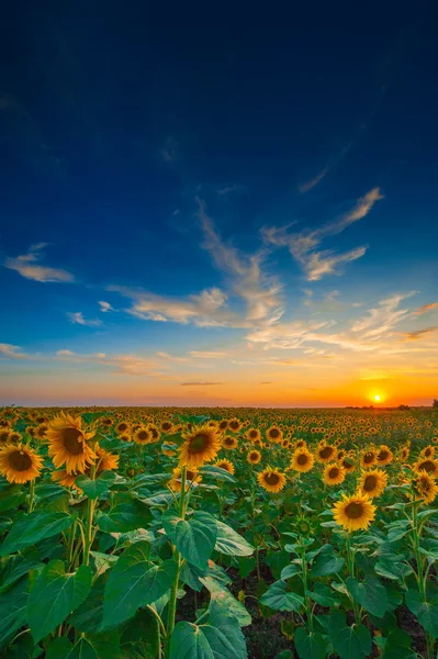 Beauty sunset over sunflowers field — Stock Photo, Image