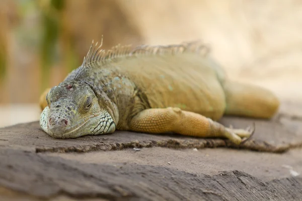 rahatlatıcı iguana