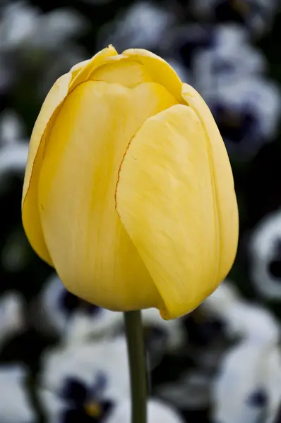 Stock image Beautiful spring tulips in a Turkish garden