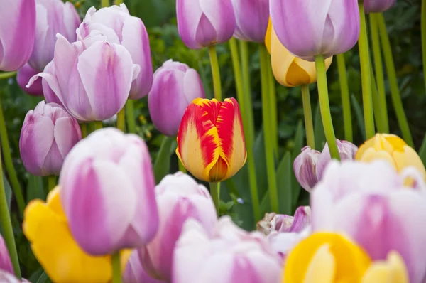 Hermosos tulipanes de primavera en un jardín turco —  Fotos de Stock