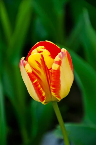 Lindas tulipas de primavera em um jardim turco — Fotografia de Stock