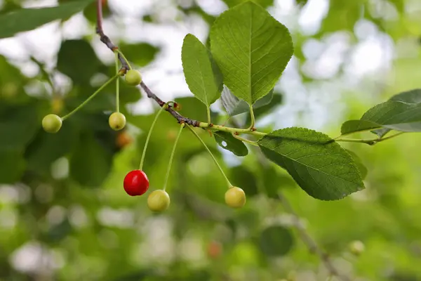 Red and green cherries on the branch of tree — Stock Photo, Image