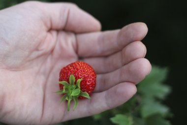 elini tutmak üzerinde beyaz backgoun izole Son çileği