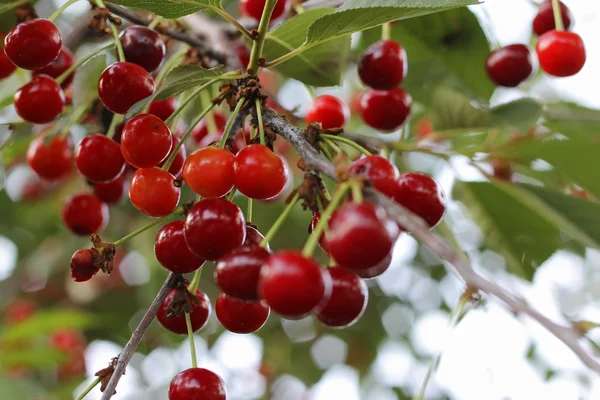 Красные вишни с капельками после дождя — стоковое фото