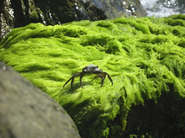 Crab on the stone near the shore — Stock Photo, Image