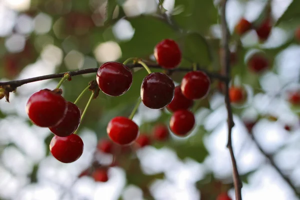 Cerejas vermelhas no ramo da árvore — Fotografia de Stock