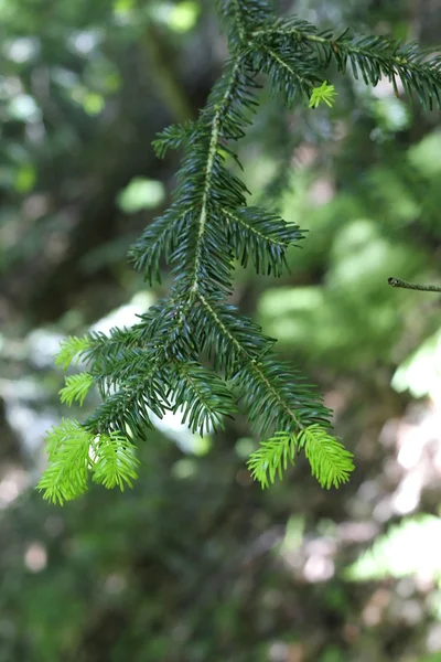 New Green Pins Of The Fir Branch — Stock Photo, Image